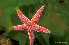 Sea stars come in many sizes, shapes and colors and can be found in almost every ocean and climate around the world.