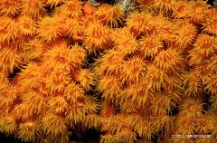 Orange cup corals can be found on coral reefs around the world. They typically feed at night - this is when you can see their show of color.