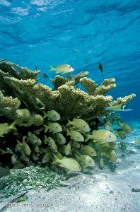 Stony corals serve as protection for many varieties of fish life.