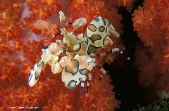 Crustaceans are another diver favorite to seek out. This harlequin shrimp is one of the stranger looking shrimp divers can find.