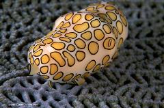 The flamingo tongue is one of many mollusks that show off its flamboyant colors.
