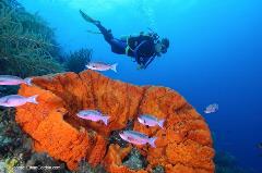 This bright orange formation is actually a sponge. The Caribbean is renowned for its colorful sponges.