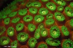 Stony corals are the basic building blocks of most of the world's coral reefs. These stony structures are actually created by millions of tiny coral polyps such as these.