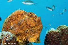 Frogfish are anglerfish. They rely on camouflage to help catch their prey. They tend not to move around a lot, so any local guide should be able to lead you to a nearby frogfish should there be one.