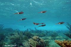 These common Caribbean squid can be spotted swimming together in small schools during the day. It's like meeting aliens!