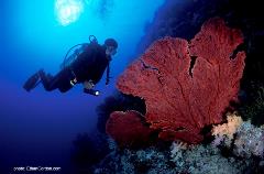 A diver investigates a brilliantly colored sea fan - another variety of soft coral.