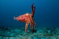 Actually a mollusk, not a fish as its name implies, the cuttlefish can change color rapidly.