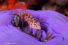 There are many varieties of marine life that live in or around anemones. This little hawkfish hopes to find a scrap of food left behind by the anemone.