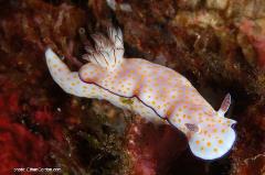 Here's another variety of nudibranch. These sea slugs are typically small - around 1 to 2 inches in length, but they provide big thrills for any diver with a camera and a closeup lens.