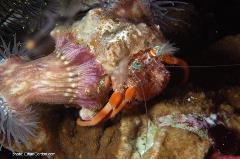 This industrious hermit crab sticks anemones on its shell for camouflage and protection from predators. Divers can entertain themselves endlessly watching hermit crab antics.