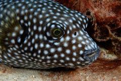 Puffers can be found in most tropical environments. They make for great photo opportunities.