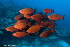 These bigeye snapper are a brilliant red underwater.