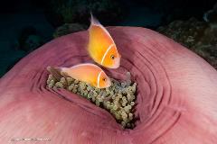 Anemonefish are a fan favorite. They're easy to find in many tropical locations and they're fun to watch.