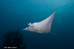 Sharks and rays are among the ocean's most majestic of creatures. A manta ray such as this can grow to have a wingspan of 20 feet or more.