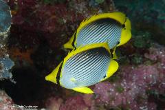 Butterflyfish are the fish-watcher's dream. They're colorful, are often found in pairs, are found in countless varieties and can be seen in most tropical oceans.