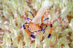 Look closely at the back of a sea cucumber and you might just find this little guy - an emperor shrimp (about an inch long).