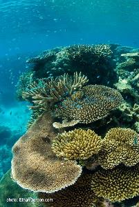 Stony (or hard) corals come in many shapes and sizes. Divers must learn to hover above the coral, as to avoid damaging these delicate structures.