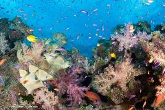 Soft corals come in just about every color of the rainbow. They thrill divers with a kaleidoscope of color.