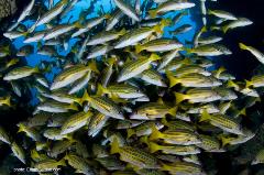 Schools of snapper such as these are colorful additions to any reef.